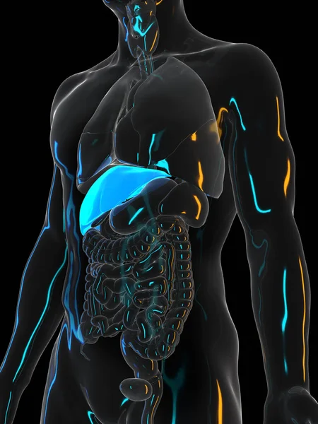 Human Liver Black Background Illustration — Stock Photo, Image