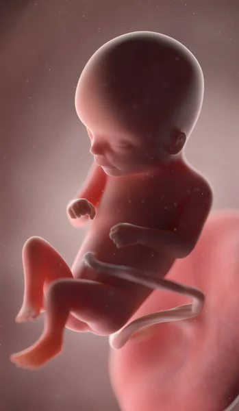 Ανθρώπινο Έμβρυο Την 16Η Εβδομάδα Απεικόνιση — Φωτογραφία Αρχείου
