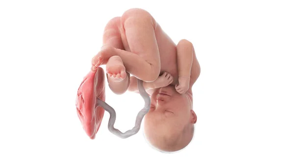 35周时的人类胎儿 — 图库照片