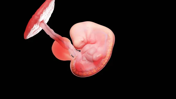 Embrió Héten Illusztráció — Stock Fotó