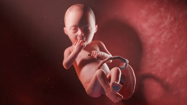 Ανθρώπινο Έμβρυο Την Εβδομάδα Εικονογράφηση — Φωτογραφία Αρχείου