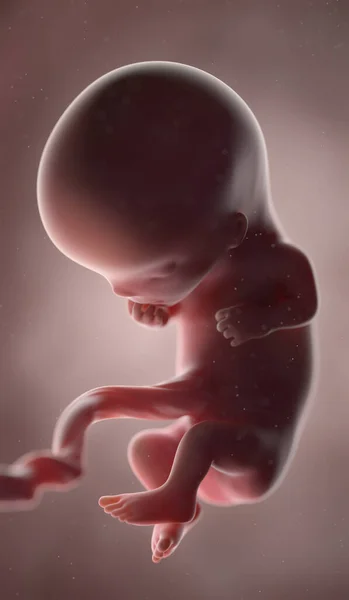 第11周的人类胎儿 — 图库照片