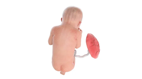33週目の人間の胎児図 — ストック写真