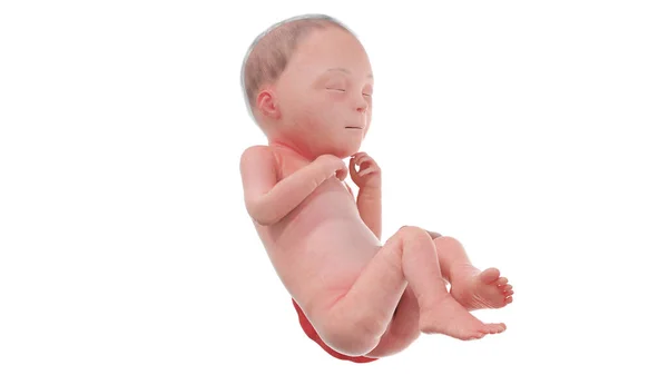 26周时的人类胎儿 — 图库照片