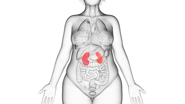Obézní Ledviny Ženy Ilustrace — Stock fotografie