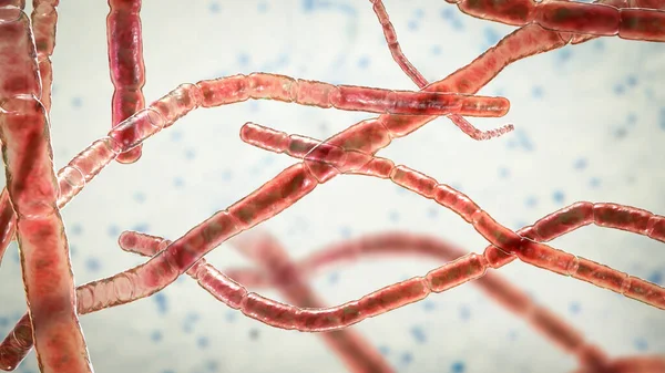 Nocardia Bacteria Computer Illustration Gram Positive Branching Filamentous Bacteria Fragment — Stock Photo, Image