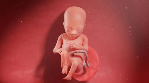 17週目の胎児図 — ストック写真