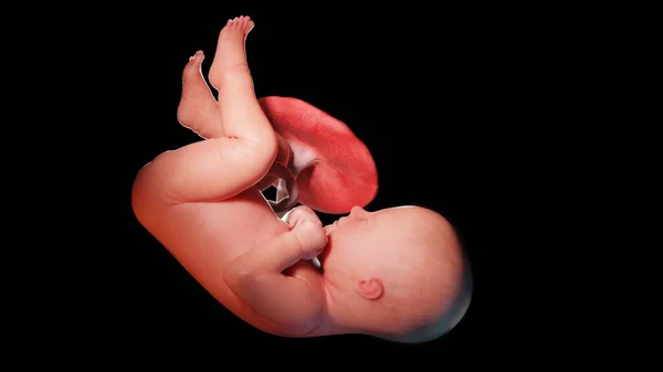 ทารกในครรภ ในส ปดาห ภาพประกอบ — ภาพถ่ายสต็อก