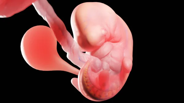 Embryo Week Illustration — Stock Photo, Image