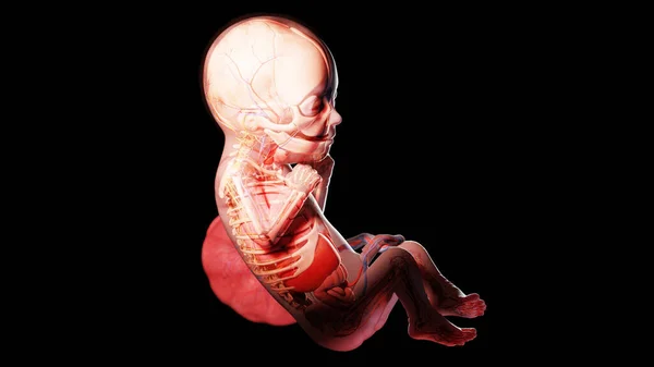 26週目の胎児図 — ストック写真