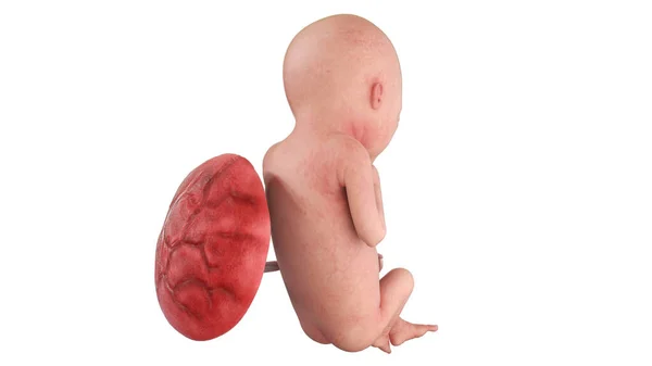 第19周的人类胎儿 — 图库照片