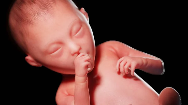 25周时的胎儿 — 图库照片