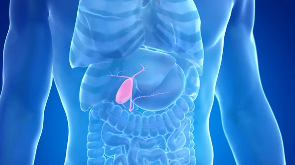 青の背景に人間の胆嚢 イラスト — ストック写真