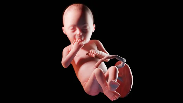 28週目の胎児図 — ストック写真