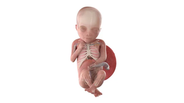 19週目の人間の胎児の解剖図 — ストック写真