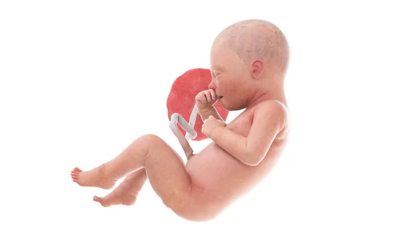 34周时的人类胎儿 — 图库照片