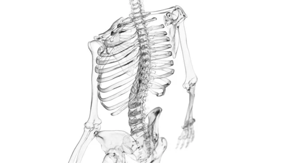 白色背景的人体骨骼 — 图库照片