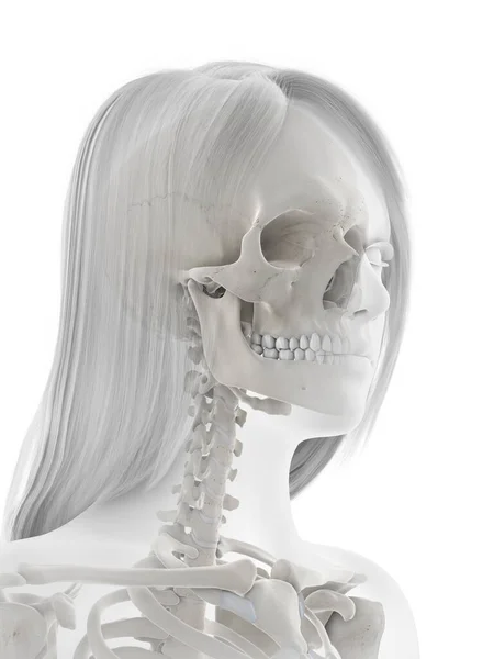 Esqueleto Humano Sobre Fundo Branco Ilustração — Fotografia de Stock