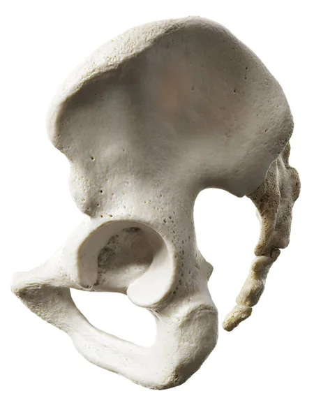 Kość Biodrowa Białym Tle Ilustracja — Zdjęcie stockowe