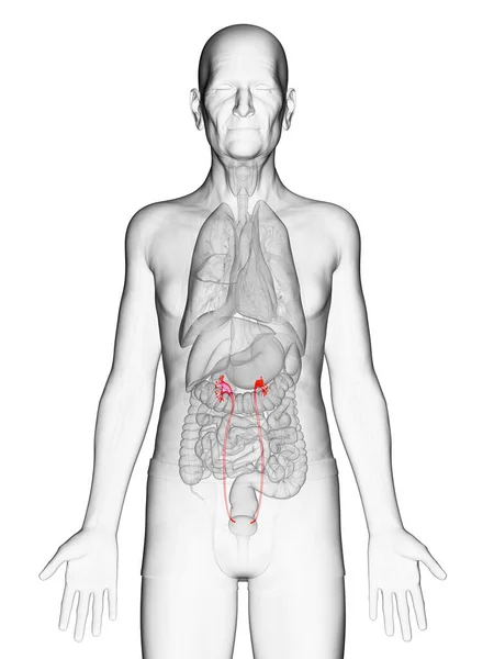 Elderly Man Ureter Illustration — Stock Photo, Image