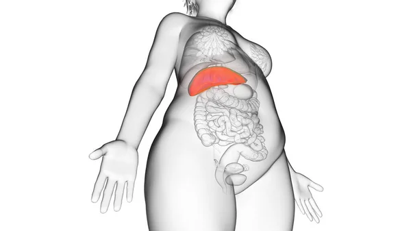 Obézní Ženská Játra Ilustrace — Stock fotografie