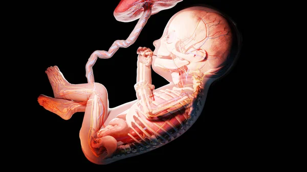 27周时的胎儿 — 图库照片