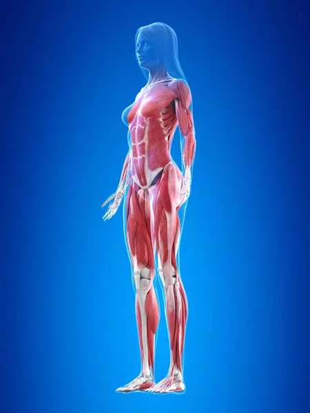 Sistema Muscular Humano Ilustração — Fotografia de Stock