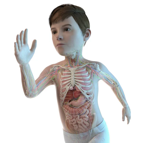 Illustration Boy Upper Body Anatomy — Stock Photo, Image