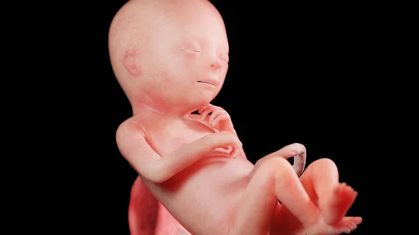 18週目の胎児図 — ストック写真