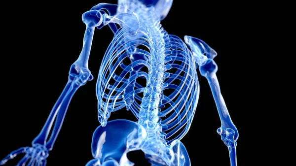 Esqueleto Humano Ilustración Conceptual — Foto de Stock
