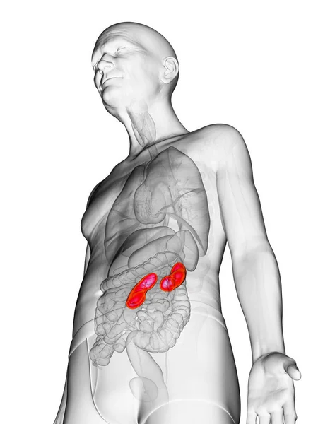 老人の腎臓 イラスト — ストック写真