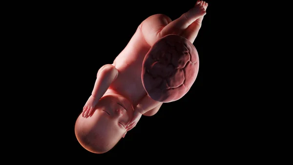 42週目の胎児図 — ストック写真