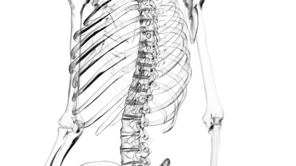 Mänskliga Skelett Vit Bakgrund Illustration — Stockfoto