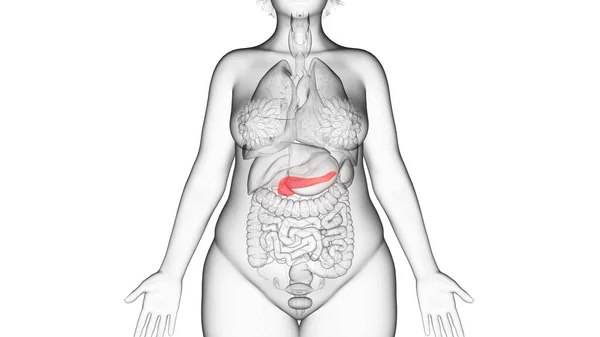 Obese Woman Pancreas Illustration — Stock Photo, Image