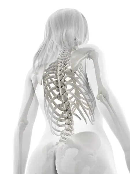 Human Skeleton White Background Illustration — Stock Photo, Image