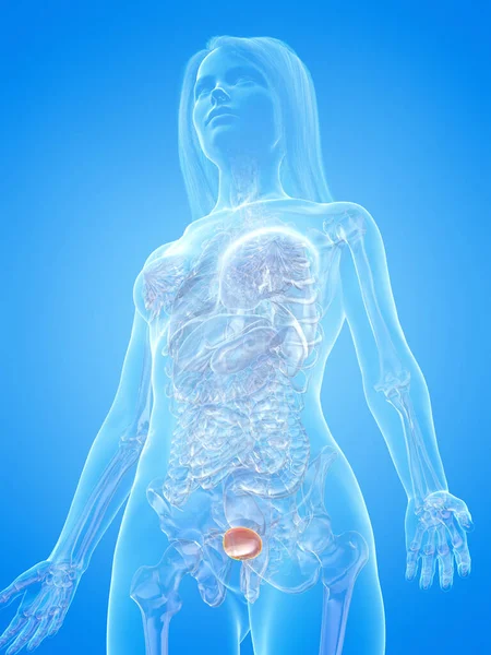 蓝色背景的人类膀胱 — 图库照片
