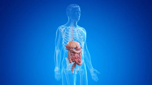 Human Digestive System Illustration — Stock Photo, Image