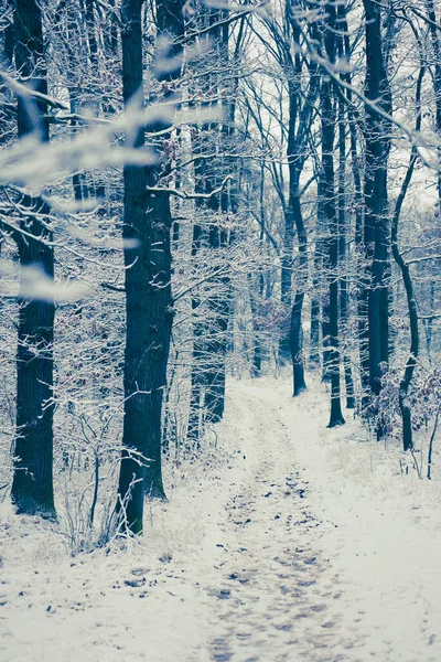 Caminho Floresta Inverno — Fotografia de Stock