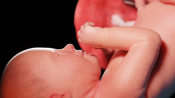 38週目の胎児図 — ストック写真