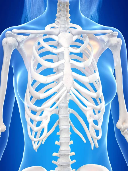 Human Skeleton Conceptual Illustration — Stock Photo, Image