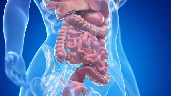 人間の腹部器官イラスト — ストック写真