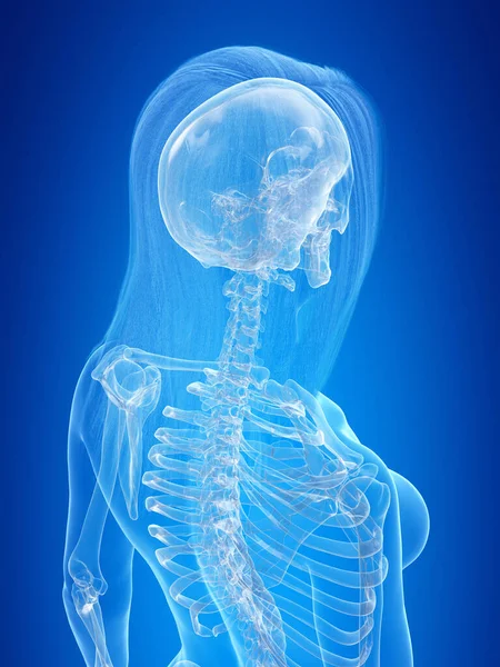 Esqueleto Humano Ilustração Conceitual — Fotografia de Stock