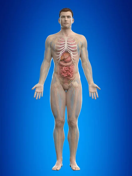 Anatomia Humana Sobre Fundo Azul Ilustração — Fotografia de Stock