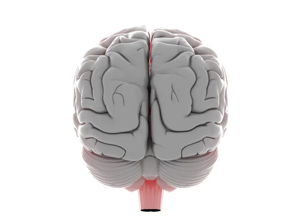 Ilustración Cerebro Humano —  Fotos de Stock