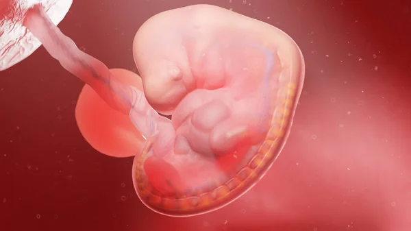 Ludzki Embrion Tygodniu Ilustracja — Zdjęcie stockowe
