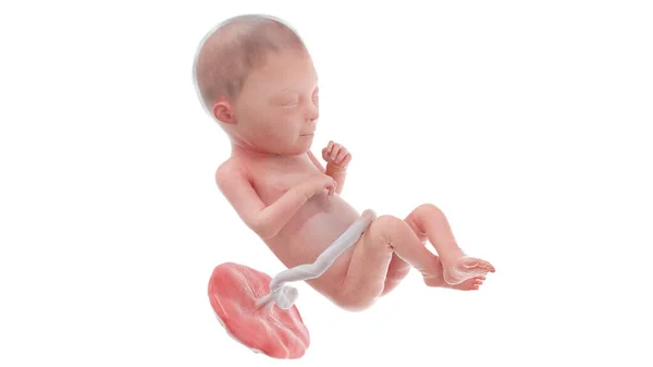 23週目の人間の胎児イラスト — ストック写真