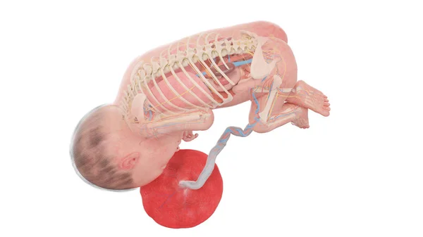 Anatomia Del Feto Umano Alla Settimana Illustrazione — Foto Stock