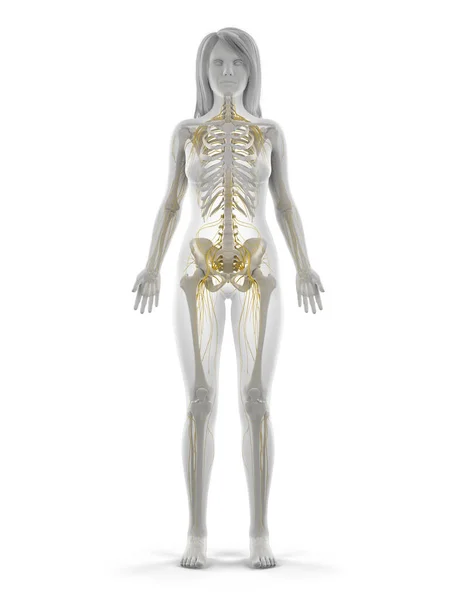 Sistema Nervoso Humano Ilustração — Fotografia de Stock
