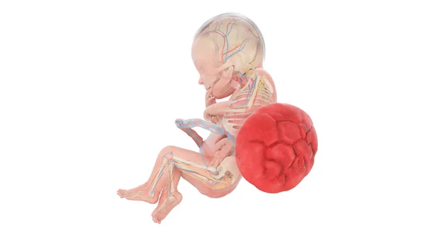 第28周人体胚胎解剖 — 图库照片