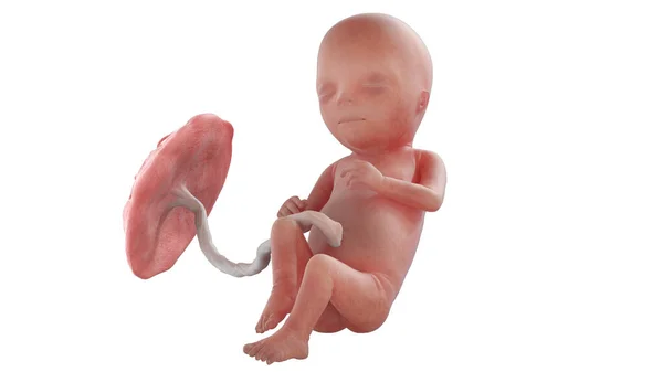 Ανθρώπινο Έμβρυο Την 15Η Εβδομάδα Απεικόνιση — Φωτογραφία Αρχείου